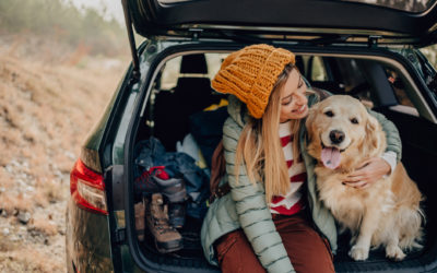 Is it Illegal to Drive with My Pet?